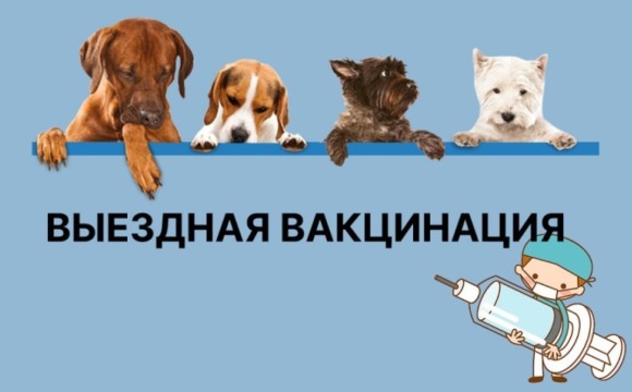 Выездную вакцинацию, чипирование и регистрацию домашних животных проведут в Красногорске