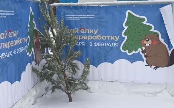 Праздники закончились, елочка осталась?