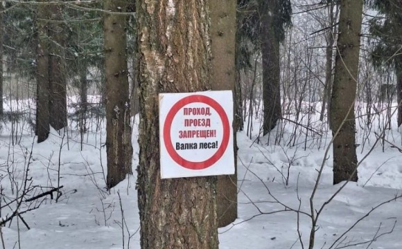 В Красногорске приступили к уборке погибшего леса