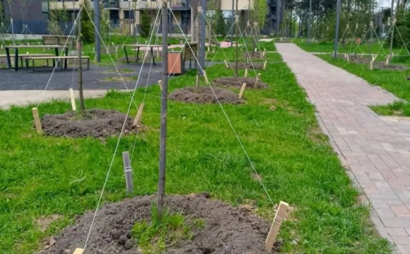 В ЖК «Лесная отрада» высадили 351 дерево в рамках акции «Сад памяти»