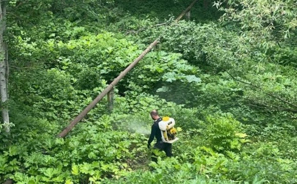 В Красногорске продолжается борьба с борщевиком