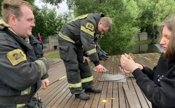 Попавшего в западню утенка спасли в Красногорске