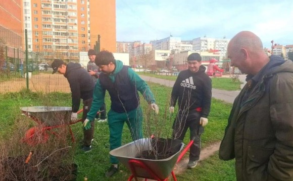 Живая изгородь украсила двор в Красногорске