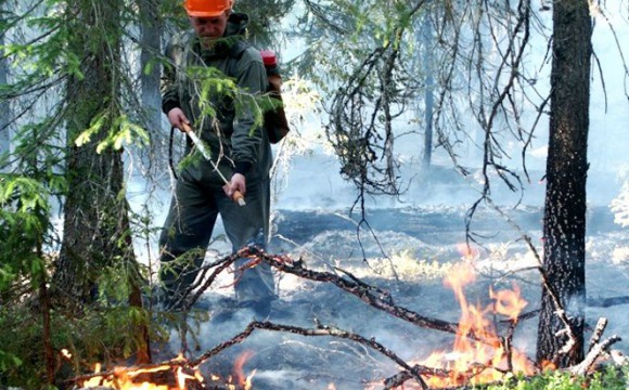 Пожароопасный период в Московской области проходит без масштабных лесных возгораний