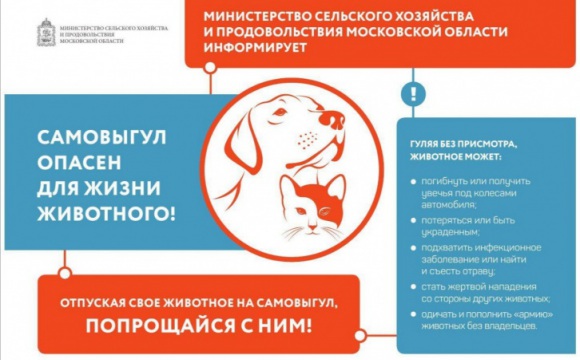 Самовыгул домашнего животного опасен