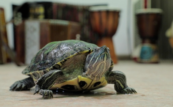 На подмосковном комплексе по переработке отходов «РТ-Инвест» спасли живую черепаху
