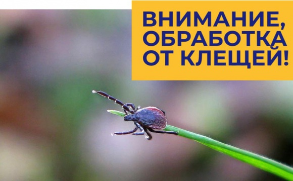 Общественные пространства Красногорска обработают от клещей до 12 сентября