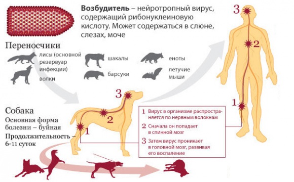 Памятка для красногорцев: о профилактике бешенства
