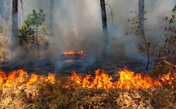 В Подмосковных лесах введен особый противопожарный режим
