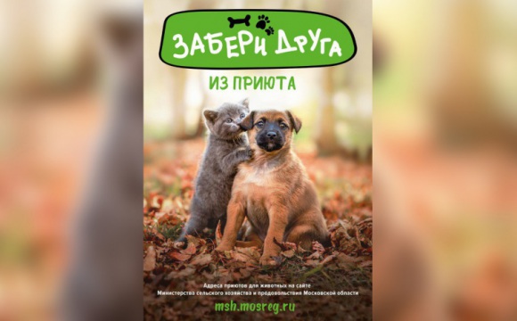 Красногорцы могут взять животных из приюта