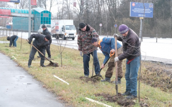 400 лип и 100 кустов бересклета посадили в Красногорске
