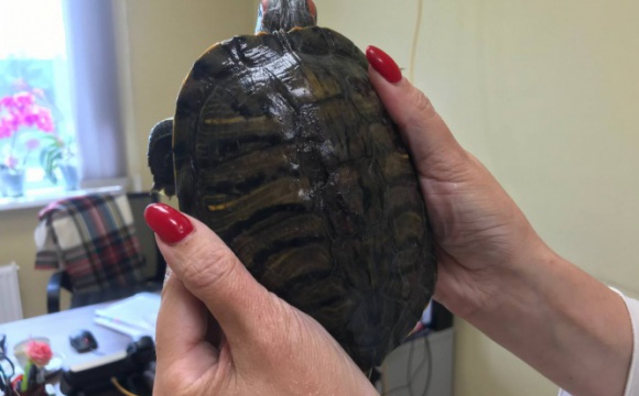 Сотрудники комплекса «РТ-Инвест» спасли на сортировочной ленте живую черепаху