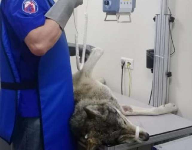 Минэкологии: одинцовские зоозащитники приютили больного волка