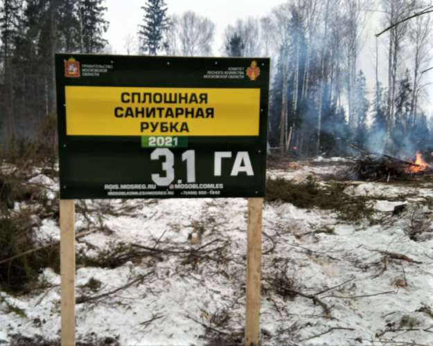 Санитарно-оздоровительные мероприятия в лесах Московской области