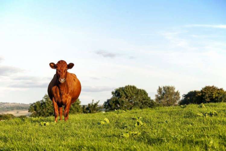 Более 15,5 га земли в Истре переданы в аренду для развития молочного животноводства