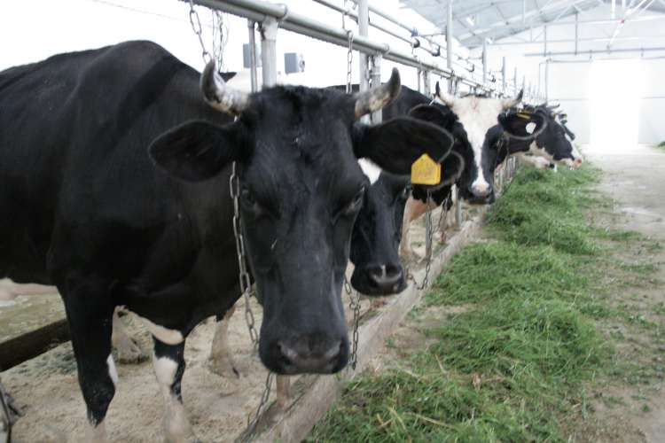 Объём реализации молока в сельхозорганизациях Подмосковья вырос на 3,3%