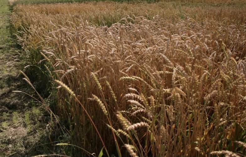 На 10% увеличится площадь под посев зерновых и зернобобовых культур в Московской области в 2021 году