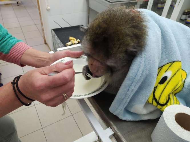 Специалисты ветеринарной службы Минсельхозпрода Подмосковья произвели осмотр около 130 обезьян