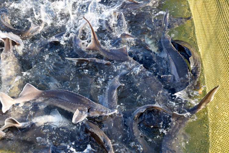 На поддержку производства рыбы в Подмосковье выплачено более 23 млн. рублей в 2020 году