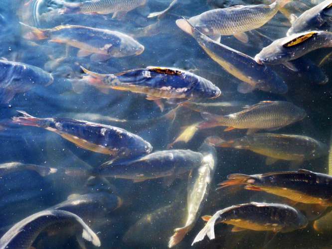 Объём производства товарной рыбы в Подмосковье в 2020 году составил 5,2 тыс. тонн