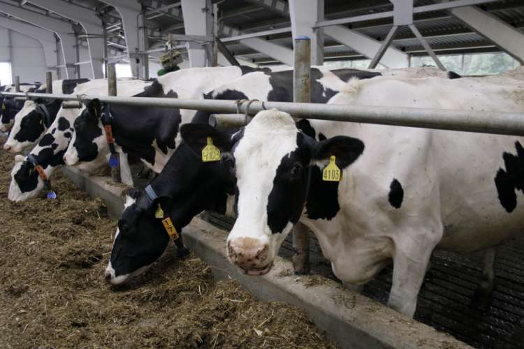 Поголовье коров с начала года в Подмосковье увеличилось на более чем 5 тыс. голов