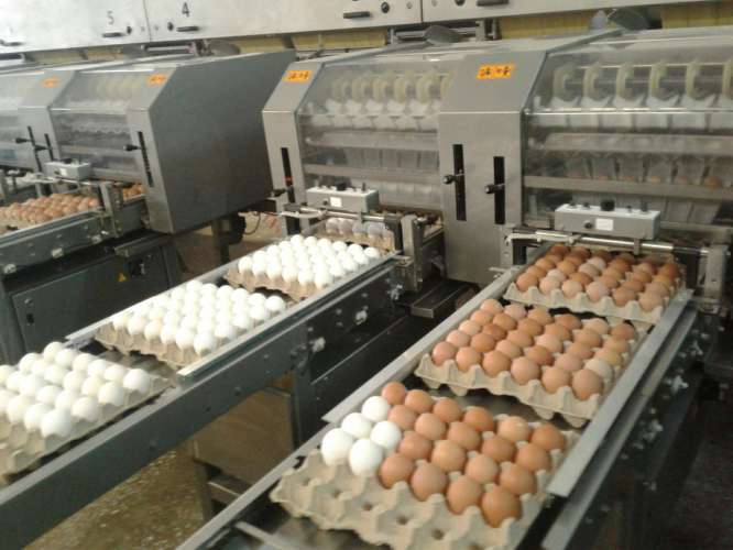 В Подмосковье произведено порядка 140 млн. штук яиц за 2020 год