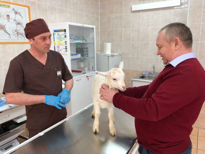 Более 6 тыс. животных получили квалифицированную помощь в клиниках Подмосковья в период новогодних праздников