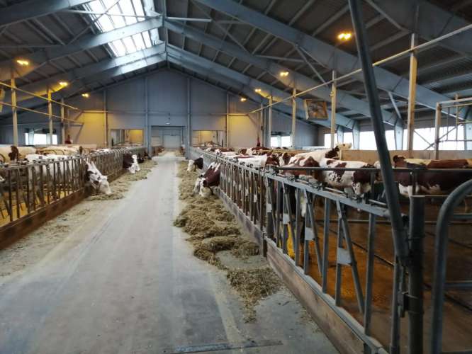 Молочная продуктивность коров в хозяйствах Подмосковья увеличилась на 5%