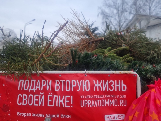 В Красногорске продолжается экологическая акция по сбору новогодних елок
