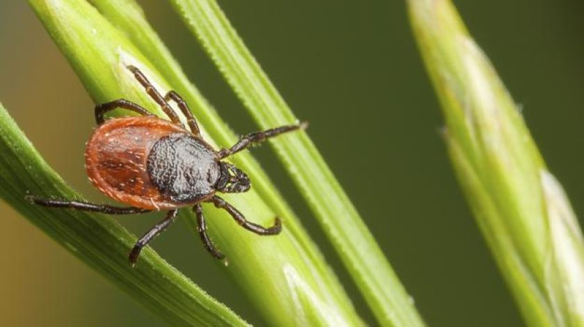 Клещи. Как предотвратить нападение