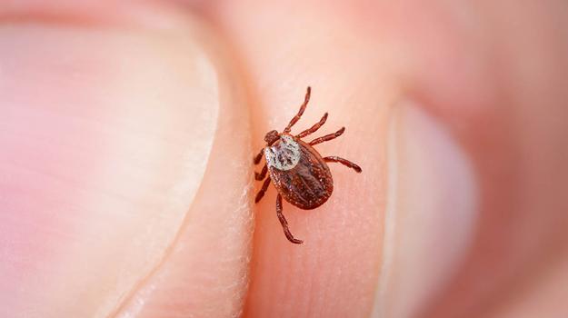 Болезнь Лайма