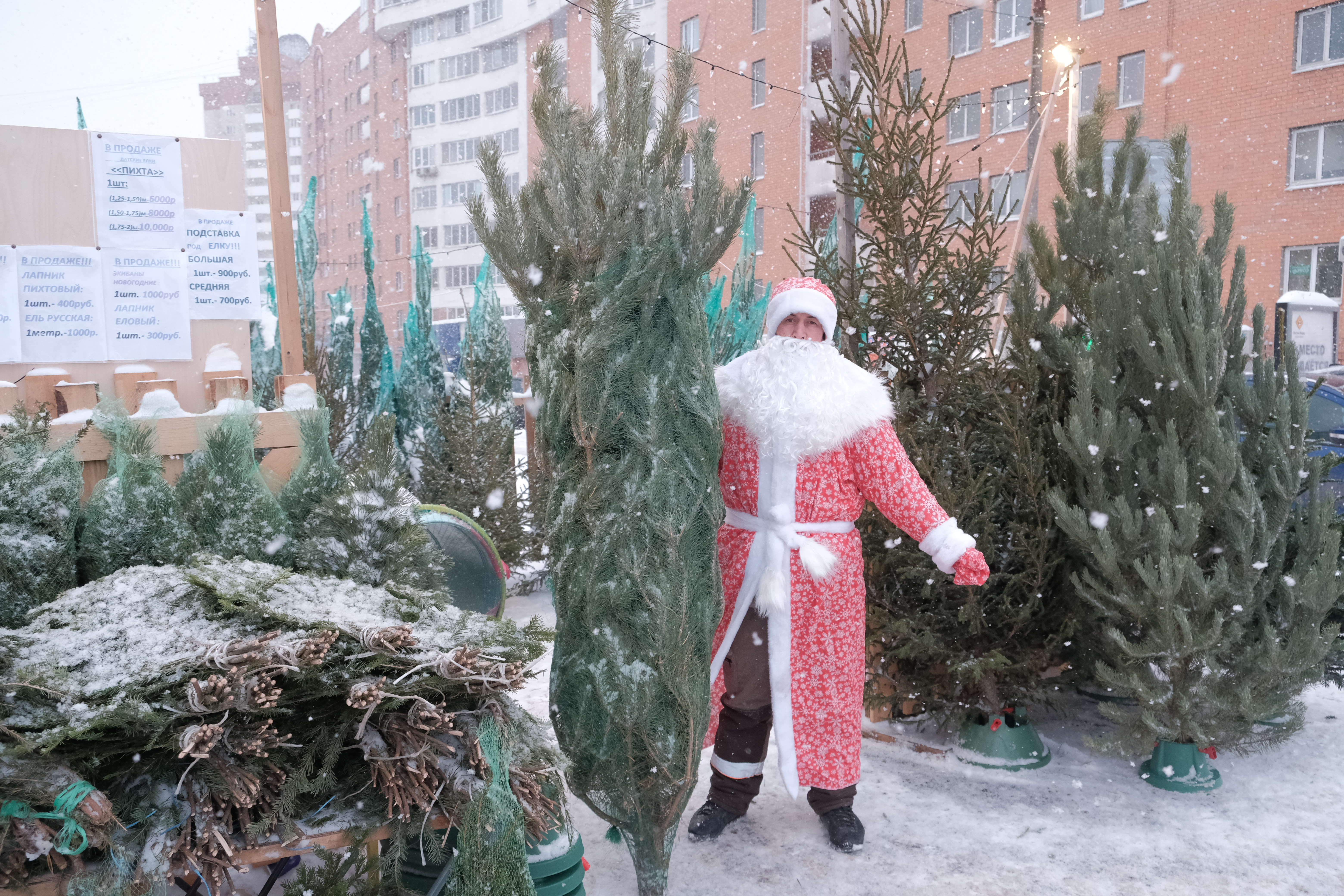 Красногорцы могут купить живую елку до 31 декабря