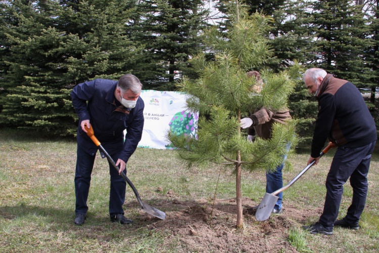 34 дерева высадили в Нахабино в память о героях Великой Отечественной войны