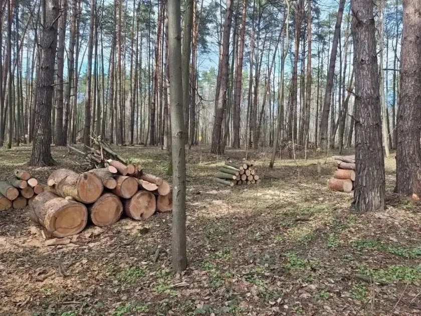В Красногорске ведут уборку неликвидной древесины в лесных массивах