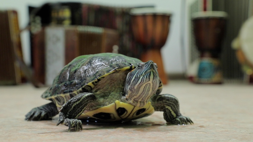 На подмосковном комплексе по переработке отходов «РТ-Инвест» спасли живую черепаху