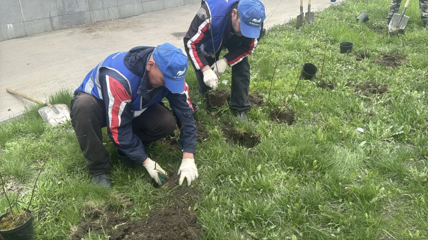 В рамках акции «Сад памяти» в Красногорске продолжаются высадки зеленых насаждений