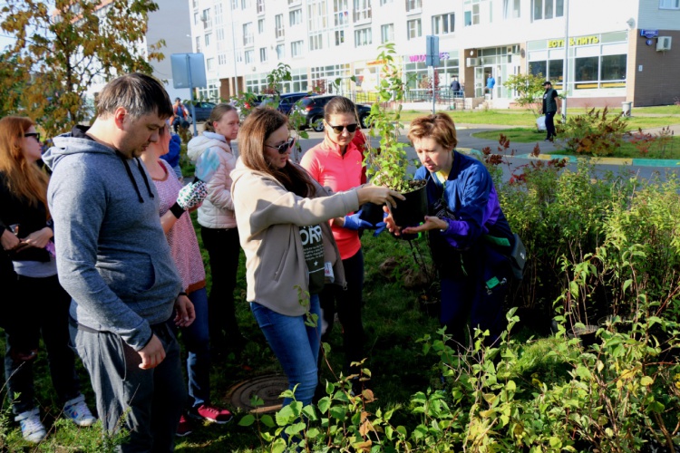 В Красногорске высадили более 300 молодых деревьев и кустарников