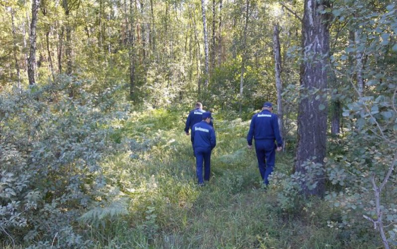 Из лесов Московской области с начала года вывели уже более 300 заблудившихся