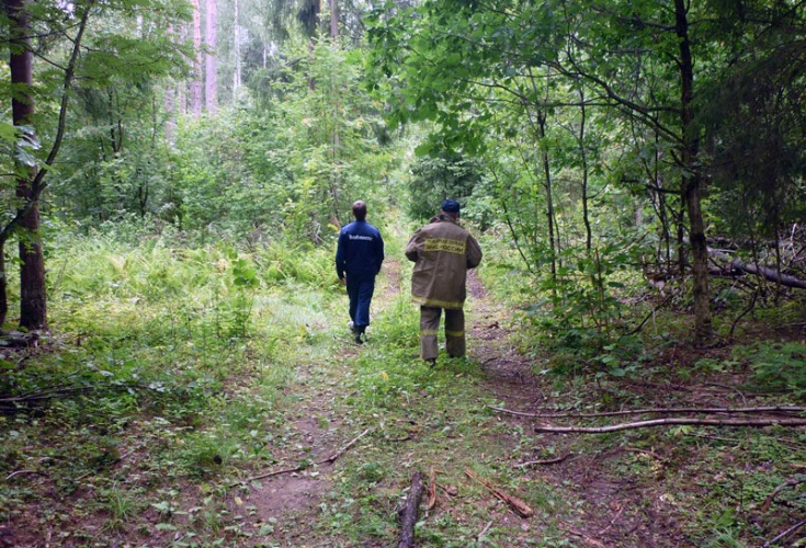 Более 800 заблудившихся вывели спасатели из лесов Московской области