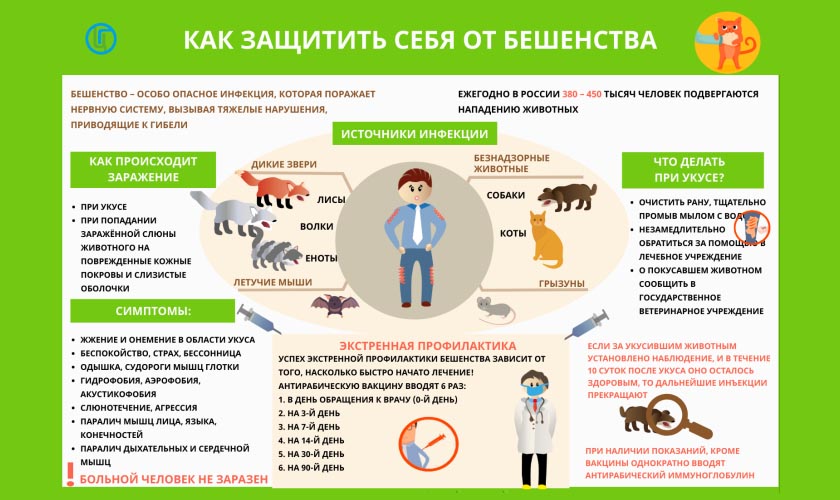 О мерах профилактики бешенства
