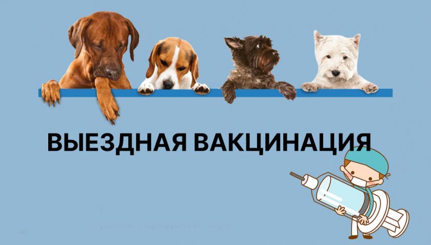 Выездные мероприятия по чипированию, регистрации и вакцинации домашних животных пройдут в июне