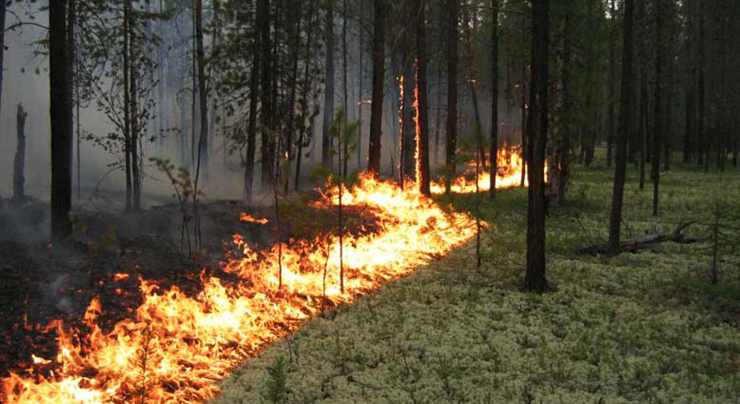 На территории Московской области начался пожароопасный сезон