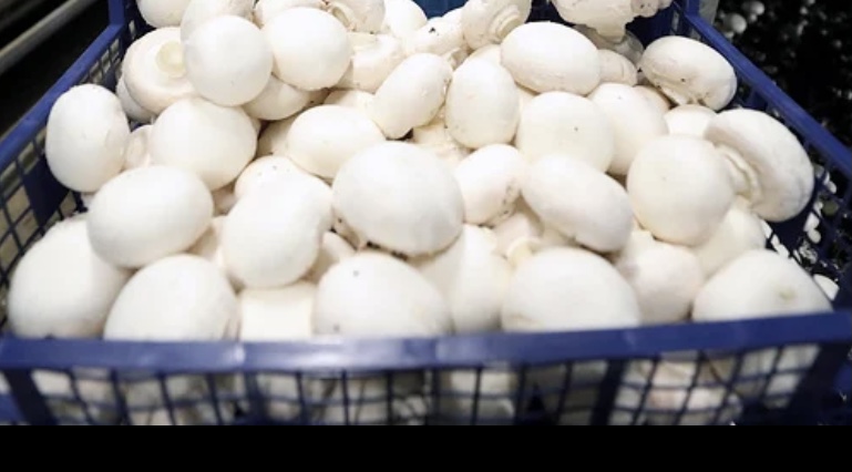 Правительство РФ внесло грибы в перечень сельскохозяйственной продукции