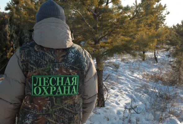Общественный лесной инспектор Комитета лесного хозяйства Московской области