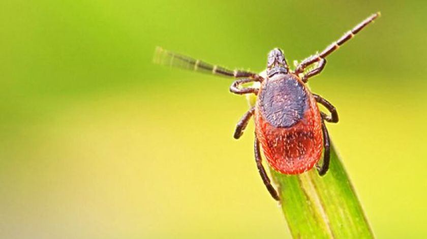 Горячая линия по вопросам профилактики клещевого энцефалита и других инфекций, передающихся клещами