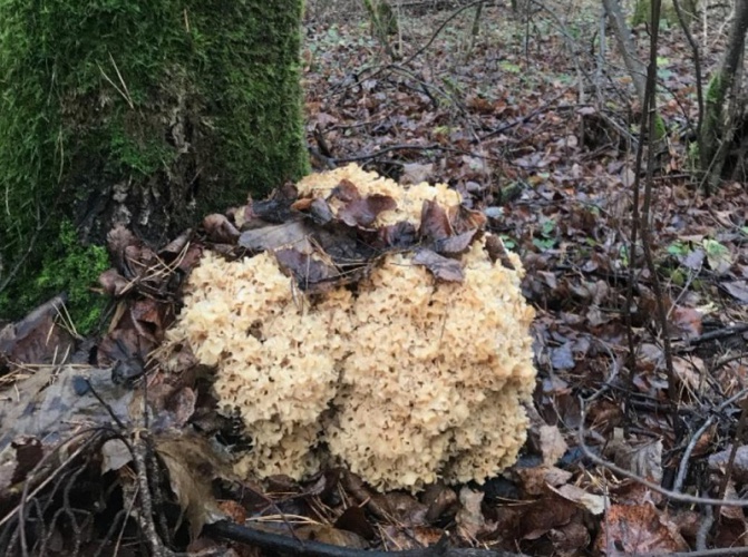 Редчайшая «грибная капуста» впервые обнаружена в Красногорске