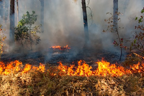 В Подмосковных лесах введен особый противопожарный режим