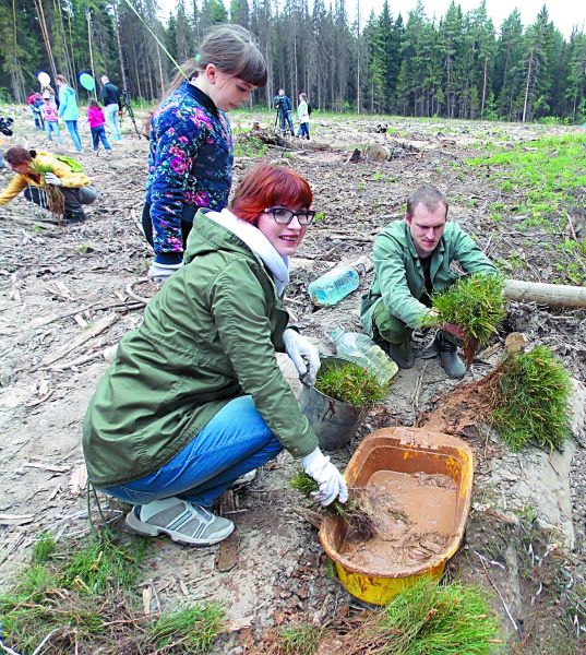 Роща жизни.  В Красногорском районе посадили 5000 сосенок