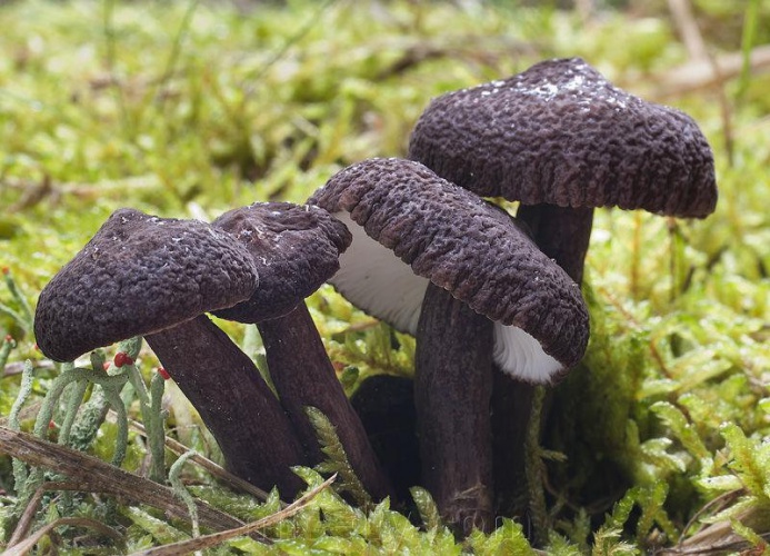 Минэкологии: обнаружены новые местообитания редкого гриба-симбионта