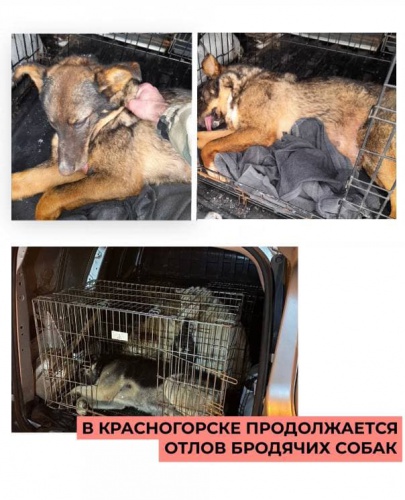 В Красногорске продолжается отлов бродячих собак